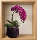 Base para Orquídea Aura