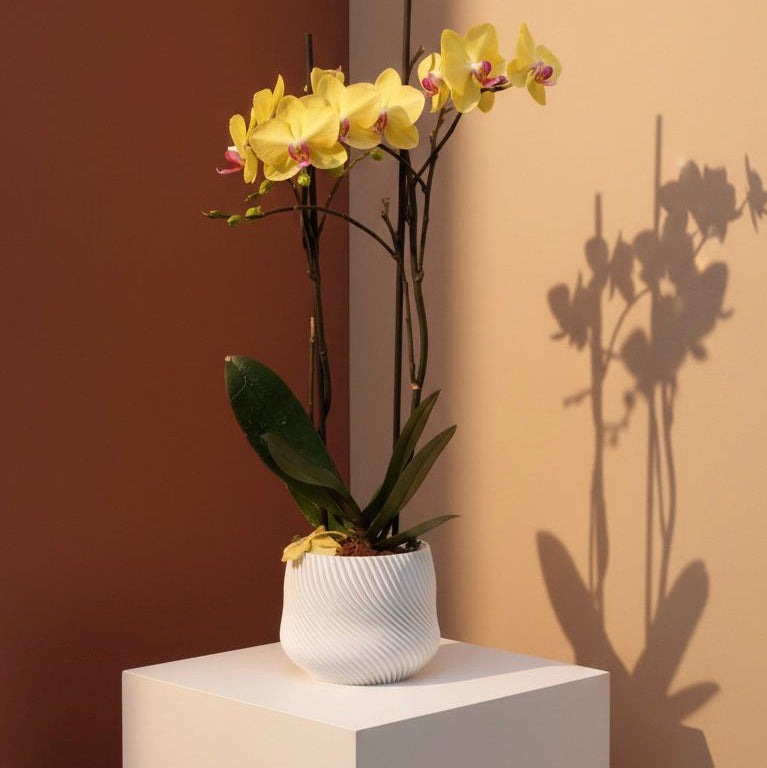 Base para Orquídea Aura – Soporte Decorativo 3D | NOMA Concepts