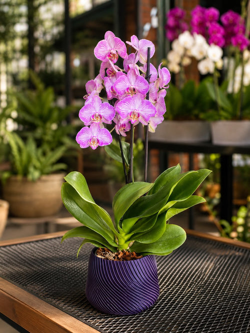 Base para Orquídea Aura